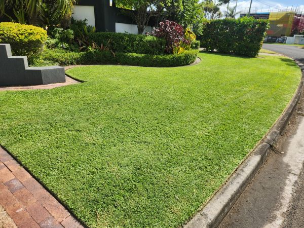Residential front yard with green lawn and hedges