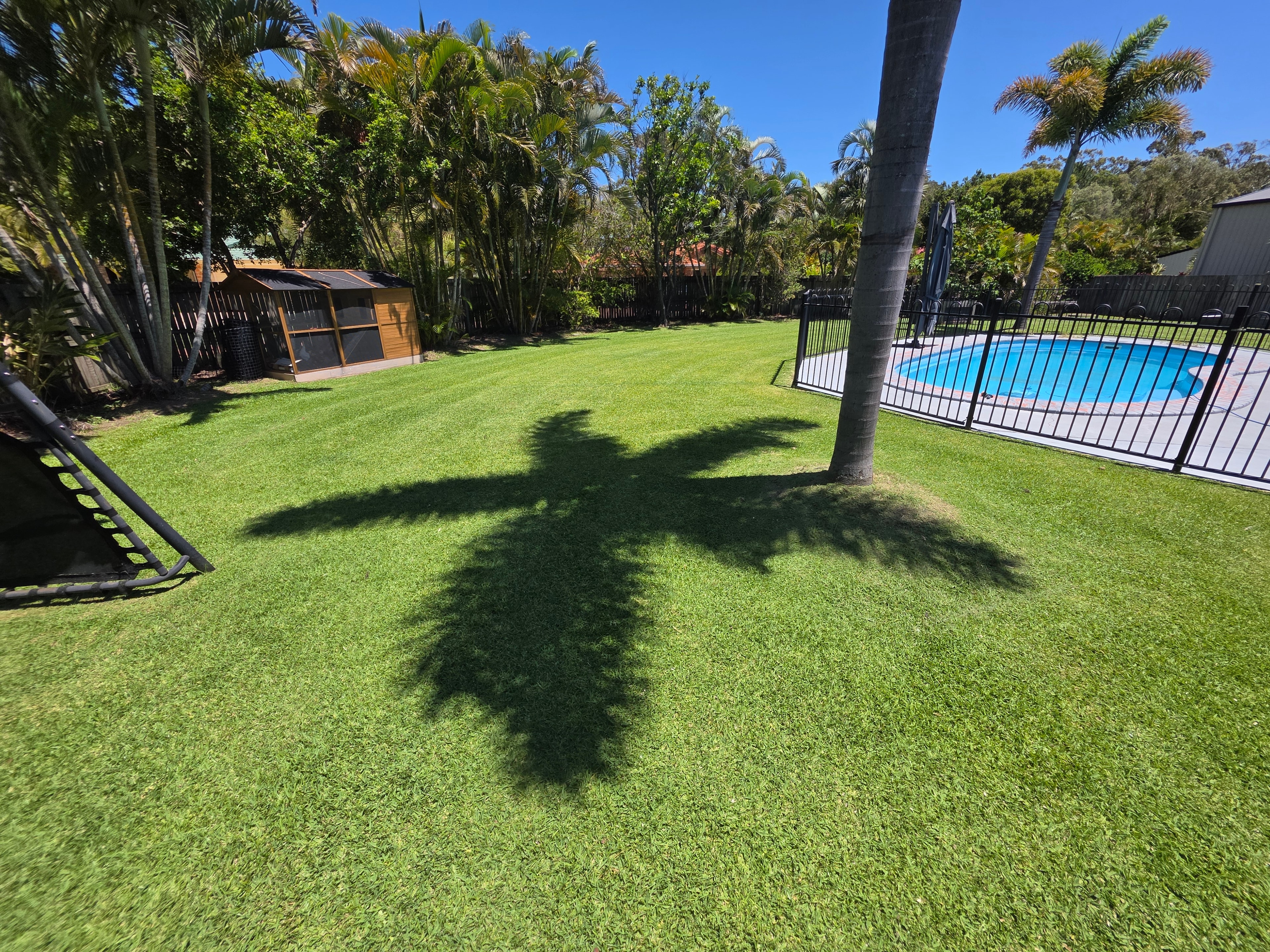 Backyard with pool, palm trees and manicured lawn